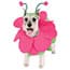 Photo of Dogs