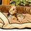 Photo of Dog Beds