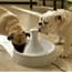 Photo of Dog Feeding & Fountains