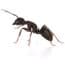 Photo of Ants