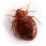 Photo of Bed Bugs