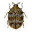 Photo of Carpet Beetles