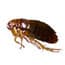 Photo of Fleas
