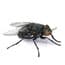 Photo of Flies