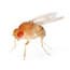 Photo of Fruit Flies