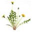 Photo of Herbicides & Weed Killers