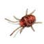 Photo of Mites