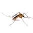Photo of Mosquitoes