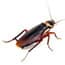 Photo of Roaches