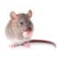 Photo of Rodents