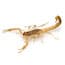 Photo of Scorpions