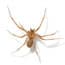 Photo of Spiders