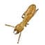 Photo of Termites