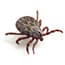 Photo of Ticks