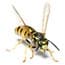 Photo of Wasps & Hornets