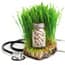 Photo of Herbal Remedies