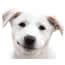 Photo of Canine Care