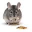 Photo of Chinchilla