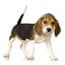 Photo of Dog