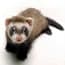 Photo of Ferret