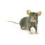 Photo of Small Animal