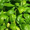 Photo of Top 10 Herb Seeds