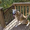 Photo of Pet Gates