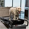 Photo of Dog Treadmills