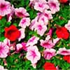 Photo of Annuals & Plants