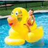 Photo of Floats & Loungers