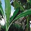 Photo of Banana Trees