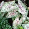Photo of Caladiums