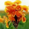 Photo of Cannas