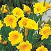 Photo of Daylilies