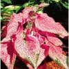Photo of Dwarf Caladiums