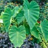 Photo of Elephant Ears