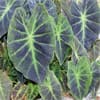 Photo of Live Plants