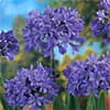 Photo of Spring Bulbs