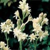Photo of Tuberoses