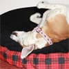 Photo of For Your Dog