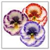 Photo of Pansy Floating Candles