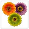 Photo of Zinnia Floating Candles