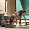 Photo of Dog Fountains