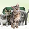 Photo of Pet Solutions