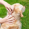 Photo of Flea & Tick Center