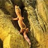 Photo of Reptile Center