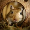 Photo of Small Animal Center
