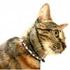 Photo of Cat Collars & Leashes