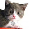 Photo of Cats