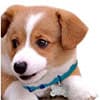 Photo of Dogs